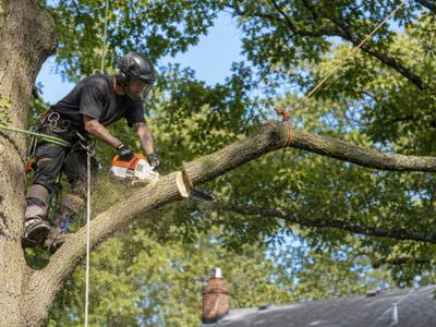 Climber cutting a limb back above a roofline on a Port Credit property