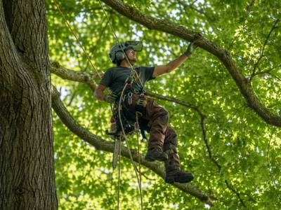 Climber moving out along a limb inside a dense summer canopy