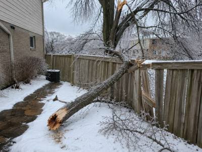 Ice-storm limb down across a backyard fence panel