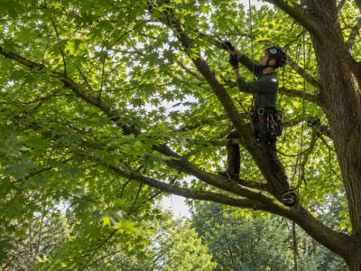 Climber tied in and working the upper growth of a mature tree