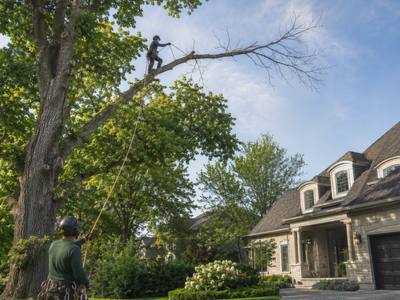 Dead limb reaching out over a front yard from a tree still in leaf