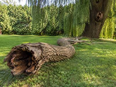 Hollow dead trunk section resting on the grass after removal