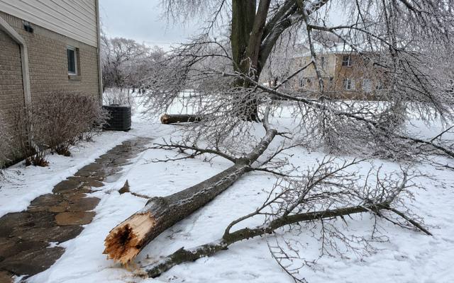 Ice-broken limb snapped off at the trunk and lying across a snow-covered walkway