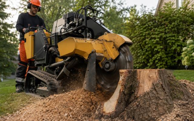 Grinder wheel cutting into a stump with the chips coming off the face
