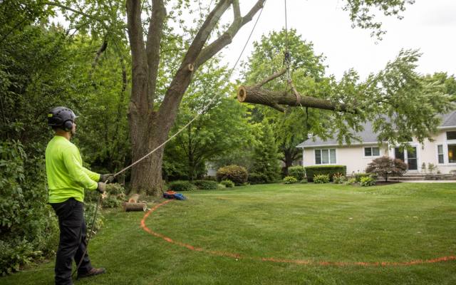 Ground crew lowering a cut section on a rigging line during a tree removal