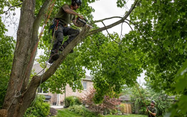 Climber making a pruning cut high in a mature canopy above a Port Credit property